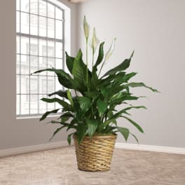 Potted peace lily plant with white blooms in a woven basket