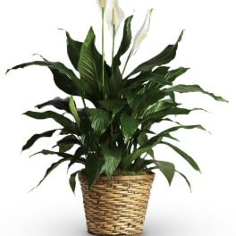 Potted peace lily with white blooms in a woven basket planter
