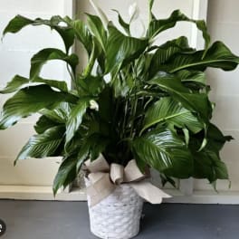 Potted peace lily with white blooms in a white basket wrapped with a beige bow