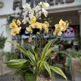 Potted orchid arrangement with yellow and white blooms in a wooden container