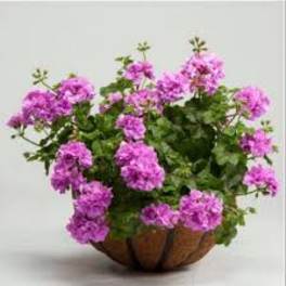 A beautiful geranium hanging basket