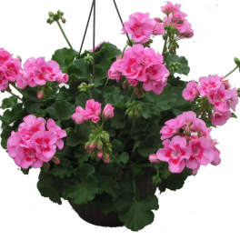 Pink geranium plant in a hanging basket