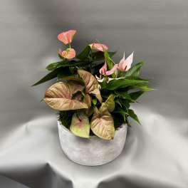 Pink anthuriums in a white planter