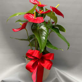 Potted red anthuriums with a large red ribbon bow