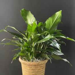 Simply Elegant Spathiphyllum Small 6”, Medium 8”, or Large 10”