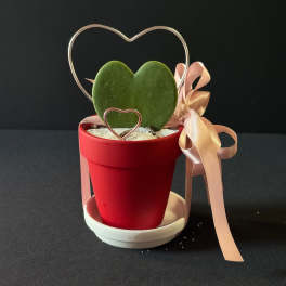 Heart-shaped succulent in a red pot with a ribbon bow