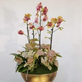Golden Orchid Elegance