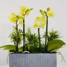 Golden Orchid Garden – Luxury Yellow Orchid Arrangement