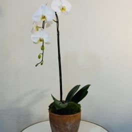 Elegant White Orchid in Clay Pot