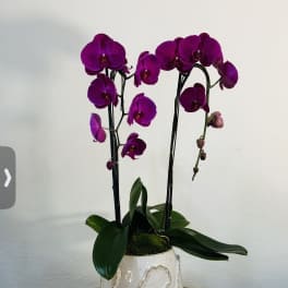 Royal Purple Orchid Duo