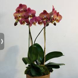 Sunset Orchid Arrangement