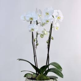 Elegant White Orchid Garden