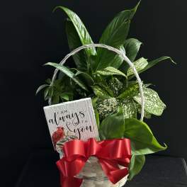 Basket of green houseplants with a red ribbon and sympathy card
