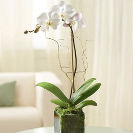White orchid plant in a square glass vase with moss