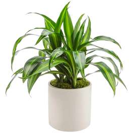 Dracaena Plant by BloomNation™