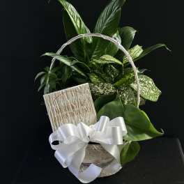 Basket of green houseplants with a white ribbon and card