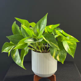 Lush Leaves Pothos Plant