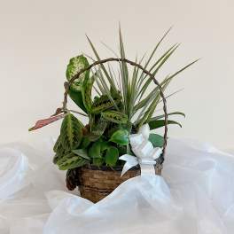 Basket of assorted green houseplants with a white ribbon