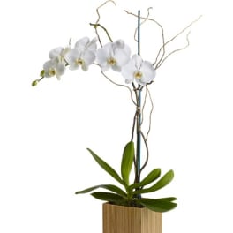 White orchid plant in a wooden square planter