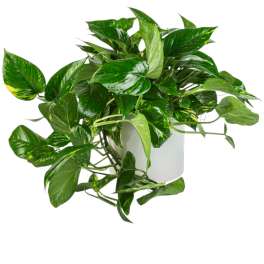 Pothos Plant by BloomNation™