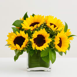 Sunflowers arranged in a clear square glass vase