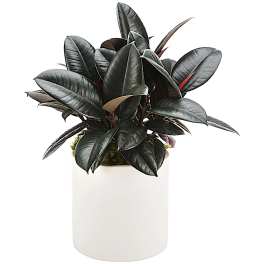 Rubber Plant by BloomNation™