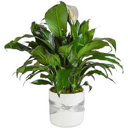 Spathiphyllum Plant by BloomNation™