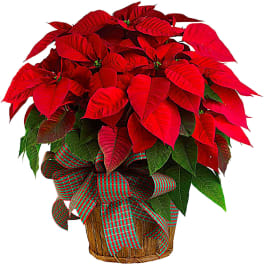 Potted poinsettia with red bracts and a plaid ribbon bow