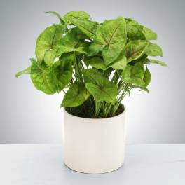 Arrowhead Plant by BloomNation™