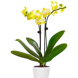 Yellow orchid plant in a white pot