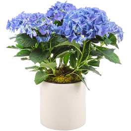 Hydrangea Plant by BloomNation™