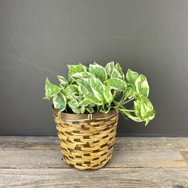Pothos- Pearls and Jade- 6in