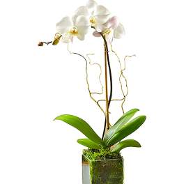 White orchid plant in a square glass vase with moss