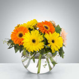 Dazzling Daisy Bowl by BloomNation™