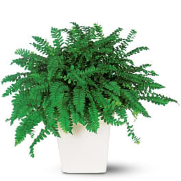 Potted fern plant in a white container