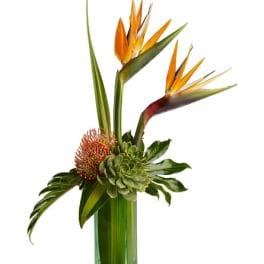 Tropical arrangement with bird of paradise and succulents in a glass vase