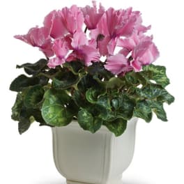 Pink cyclamen in a white ceramic pot