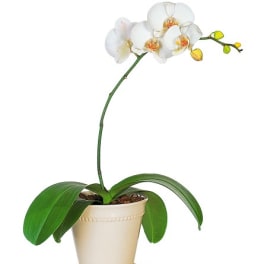 White orchid plant in a beige pot with broad green leaves