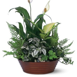 Potted peace lily arrangement with white blooms and mixed foliage