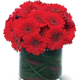 Red gerbera daisies arranged in a clear glass vase