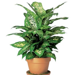 Potted variegated leafy plant in a terracotta pot