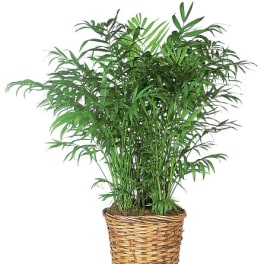 Potted palm plant in a woven basket planter