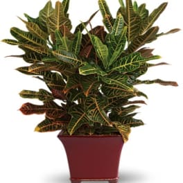 Potted croton plant with multicolored variegated leaves