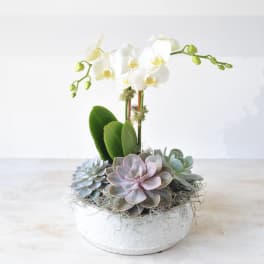 White orchid and assorted succulents arranged in a low white ceramic bowl