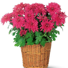 Pink chrysanthemum bouquet in a wicker basket