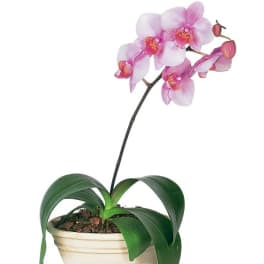 Pink orchid plant in a cream pot