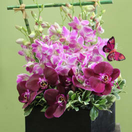 Orchid arrangement in a black box with a butterfly accent