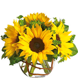 Bouquet of yellow sunflowers in a clear glass vase