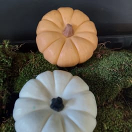 Two decorative pumpkins on moss, one peach and one white