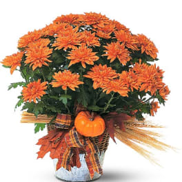 Orange chrysanthemum arrangement in a metal container with a small pumpkin